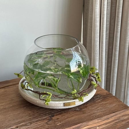 فازه-مع قاعده