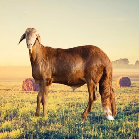 سواكني مرابي