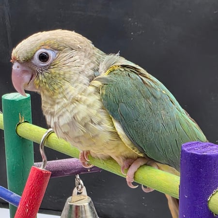 اللوان الكنيورات