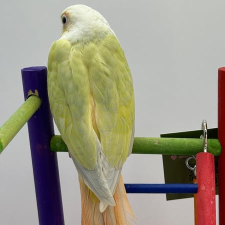 فرخ مون شيك