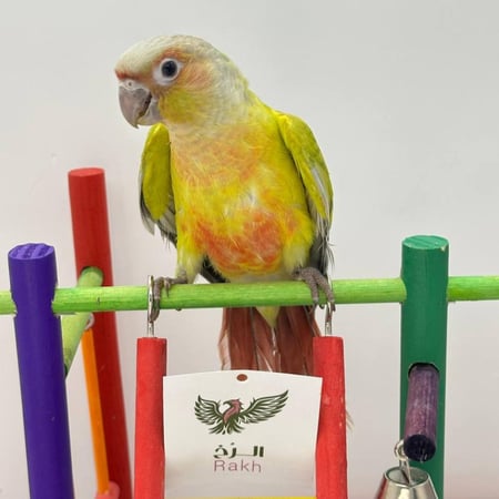 كنيور اليف أمريكان دايلوت — American Dilute Conure