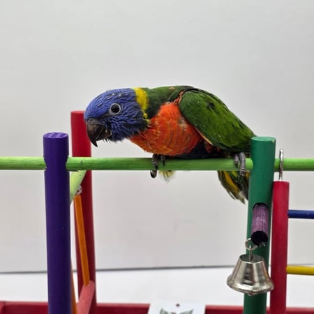 فرخ لوري رد كولارد