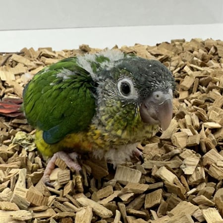 فرخ يلو سايد كنيور