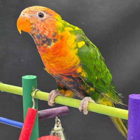 رينبو بايد لوري