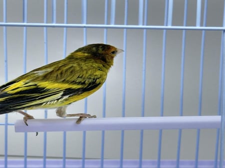 كناري حسون الرخ بندوق