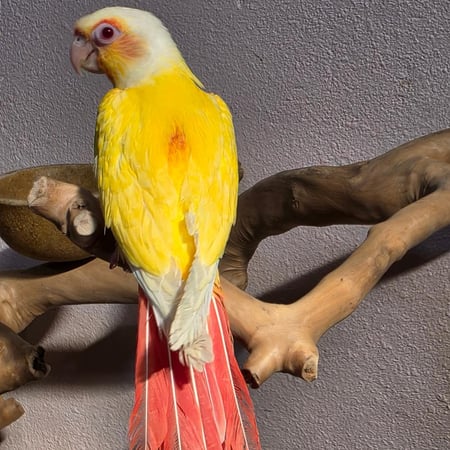 فرخ كنيور طفرة اللاتينو النادره Conure Lutino