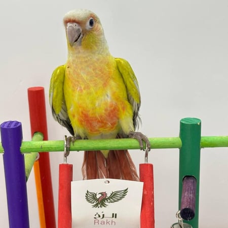 كنيور اليف أمريكان دايلوت — American Dilute Conure