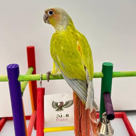 كنيور اليف أمريكان دايلوت — American Dilute Conure