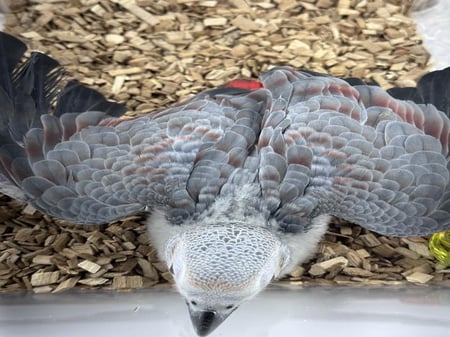 فرخ كاسكو انتاج محلي طفرة