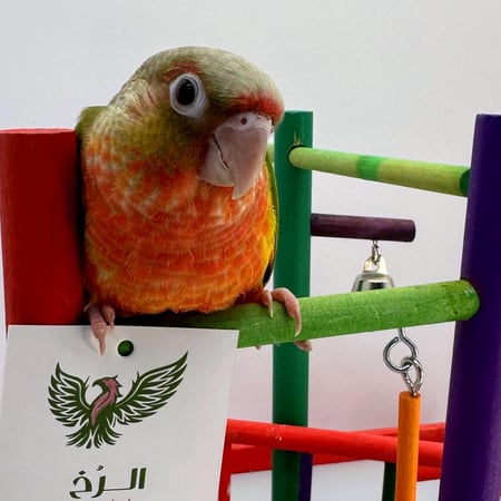 فرخ باينابل ريد فاكتور كنيور