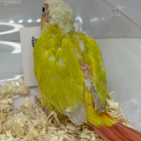 صن شيك كنيور