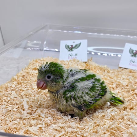 فرخ ببغاء كويكر اخضر