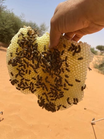عسل طلح