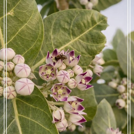 عسل زهرة الربله مع الشفلح والربيع