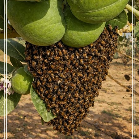عسل زهرة الربله مع الشفلح والربيع