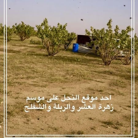 عسل زهرة الربله مع الشفلح والربيع