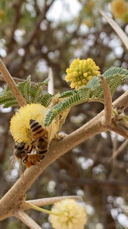 عسل طلح