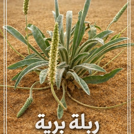 عسل زهرة الربله مع الشفلح والربيع