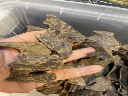 زوايا الفتنامي الطبيعي المحسن بيور