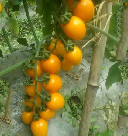 بذور طماطم كرزي  شيري أصفر برتقالي