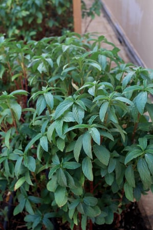 ملوخية صعيدية - Molokhiyh