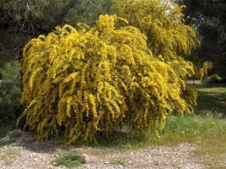 بذور شجرة اكاسيا ساليجنا ( Acacia Saligna )