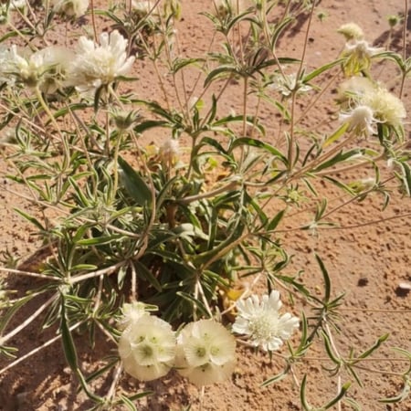 بذور نبات ام قلاص الطربة