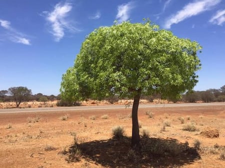 بذور شجرة استركوليا رجل البطة ( Brachychiton gregorii )