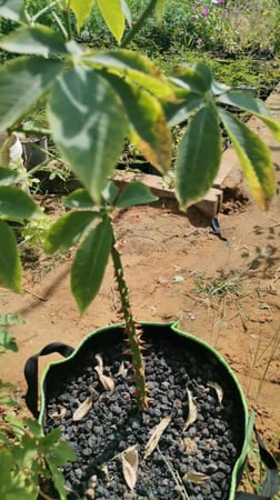 بذور شجرة الكوريزيا ( Chorisia speciosa )