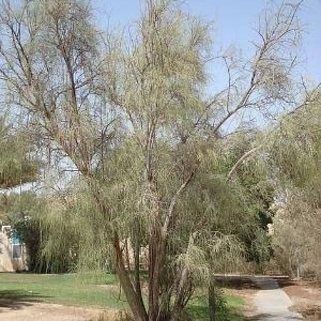 شجرة المورينغا العربي