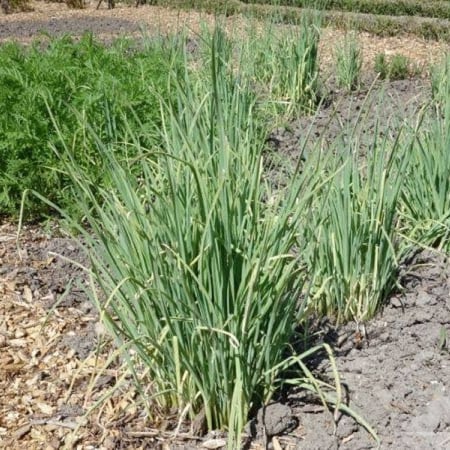 بذور الكراث ( Allium ampeloprasum )