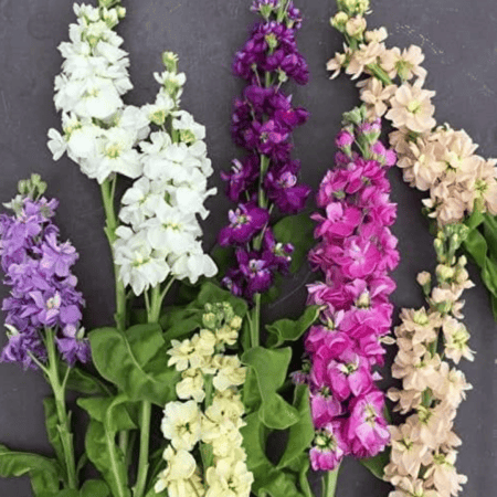 بذور زهرة المنثور (Matthiola longipetala)