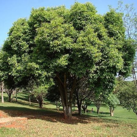 بذور شجرة البامبوزيا (الجامون) - ( Syzygium cumini )