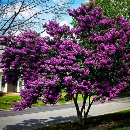 بذور  تمر حنا بنفسجي  ( Lagerstroemia indica )