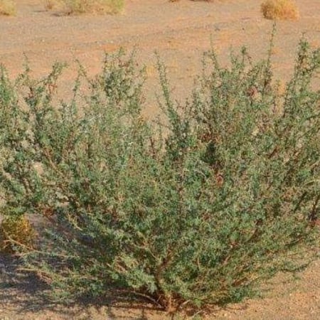 بذور شجيرة الرمث ( Haloxylon salicornicum )