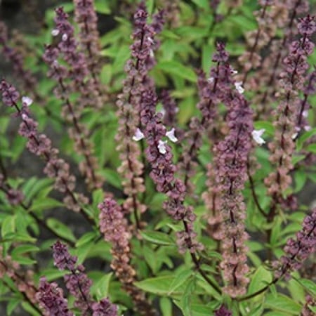 بذور الريحان ( Ocimum basilicum )