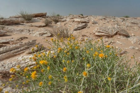 بذور نبات العرفج ( Rhanterium epapposum )