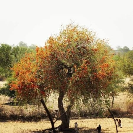 بذور الفرفارة