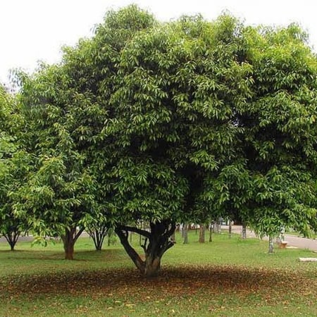 بذور شجرة البامبوزيا (الجامون) - ( Syzygium cumini )