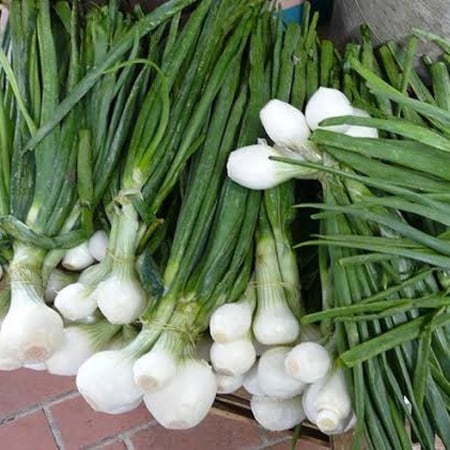 بذور بصل أخضر