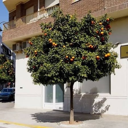 بذور النارنج  ( CITRUS AURANTIUM