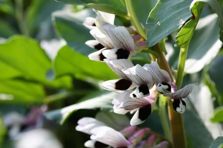 بذور الفول (   Vicia faba )
