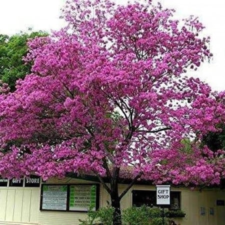 بذور شجرة تابوبيا روزا ( Tabebuia rosea )