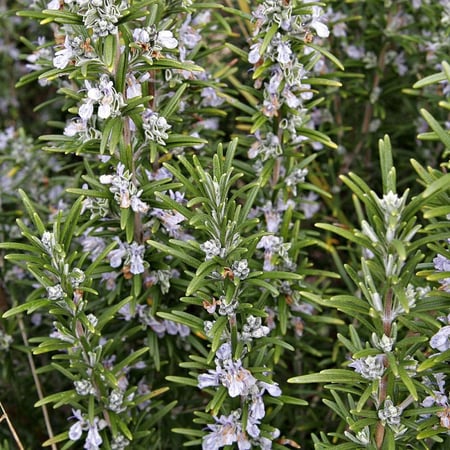 بذور اكليل الجبل - روز ماري ( Rosmarinus officinalis )