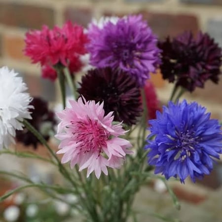 بذور القنطريون العنبري ( Centaurea cyanus )