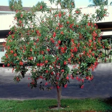 بذور شجيرة الجاتروفا ( Jatropha integerrima )