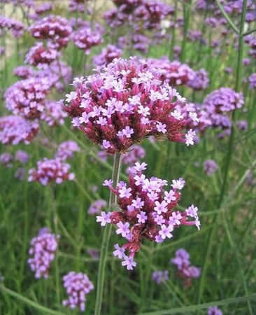بذور زهرة الفربينيا ( Verbena officinalis )