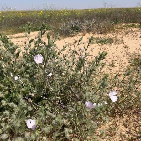 نبات الرخامى