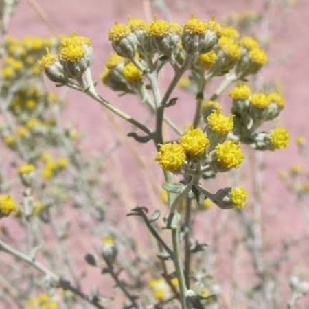بذور عشبة القيصوم ( Achillea fragrantissima )
