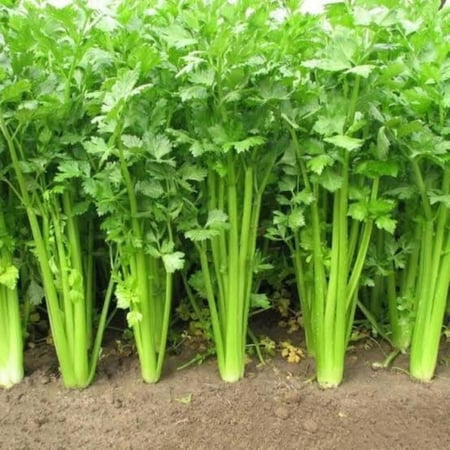 بذور الكرفس ( Apium graveolens )